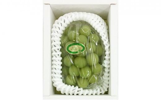 ぶどう 2026年 シャイン マスカット 1房 約500g ブドウ 葡萄  岡山市産 国産 フルーツ 果物 ギフト