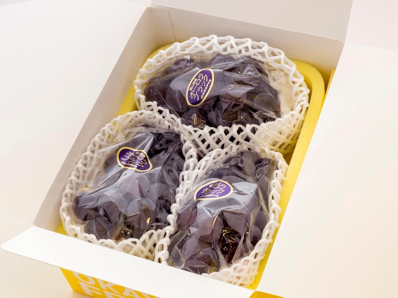 ぶどう 2026年 ご家庭用 岡山県産 オーロラブラック 1.2kg（2～3房）（クール便）