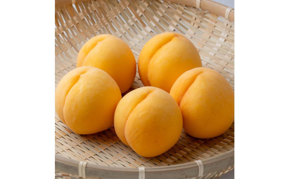 桃 2026年　ご家庭用　岡山県産黄金桃1.5kg（5～6玉）もも モモ 岡山県産 国産 フルーツ 果物 ギフト