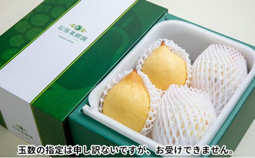 梨 2025年  鴨梨（ヤーリー）3～6玉 約2kg 贈答箱 ナシ なし 岡山県産 国産 フルーツ 果物 ギフト 石原果樹園