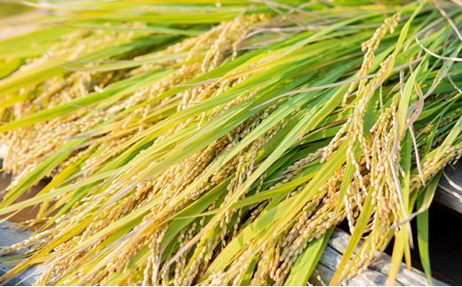 令和7年産 備前乙女米 玄米 4kg （2kg×2袋） お米 ライス 乳酸菌栽培 岡山県 石原果樹園