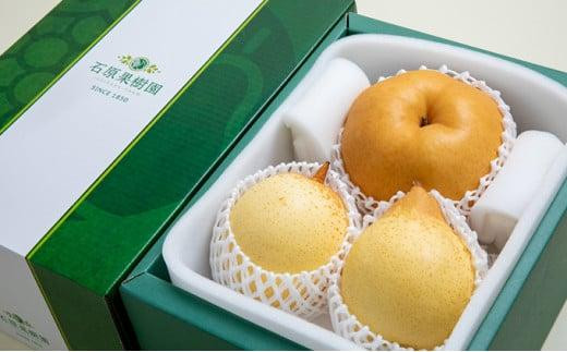 梨 2026年  あたご梨・鴨梨（ヤーリー）詰合せ 各1玉 贈答箱赤秀【ナシ なし 岡山県産 国産 フルーツ 果物 ギフト 石原果樹園】