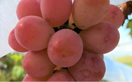 ぶどう 2026年 クイーンニーナ 2房 合計約1kg 種無し ブドウ 葡萄 岡山市産 国産 フルーツ 果物 渡邊農園