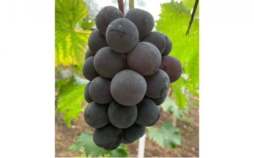 ぶどう 2026年 種なし完熟 ニューピオーネ 約2kg（4～6房）岡山市産 渡邊農園