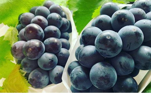 ぶどう 2026年 アントシアニン豊富な ブラックビート 3～6房 合計約2kg ブドウ 葡萄   岡山市産 国産 フルーツ 果物 渡邊農園