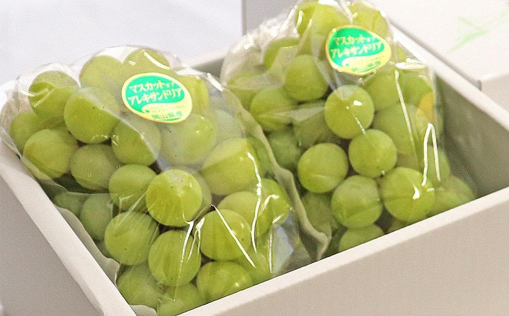 2026年 岡山県産 マスカット・オブ・アレキサンドリア 2房 約1.2kg くぼ農園
