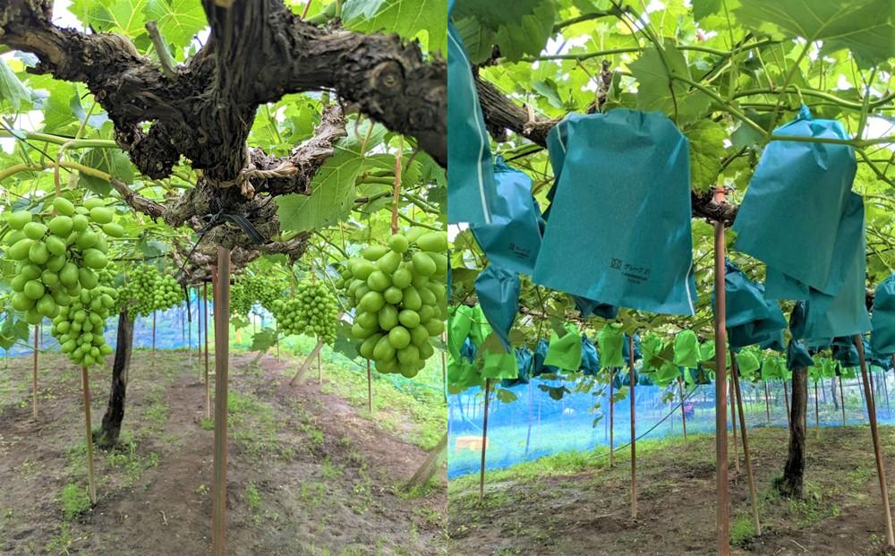 ぶどう マスカット 家庭用 大粒 2026年  9月以降発送 シャインマスカット 1.2kg （ ２房～ ） 農家直送完熟シャインマスカット｜ブドウ 葡萄  岡山市産 国産 フルーツ 果物