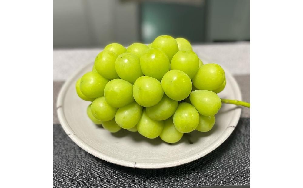 シャインマスカット　1房1.0kg