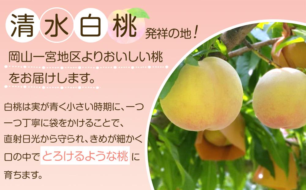 岡山市産 白桃 ご家庭用 約1.5kg 5~6玉 ＜2026年7月上旬～8月下旬頃出荷＞