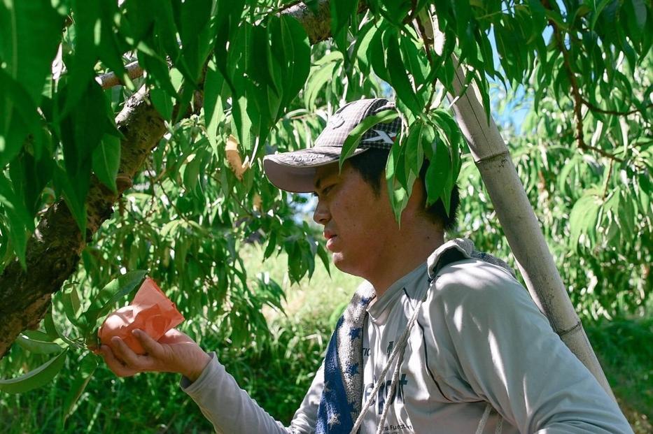 清水白桃　ご家庭用　1.5kg箱（6玉前後）