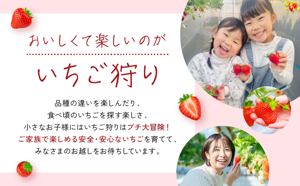 【いちご狩り】50分食べ放題体験　土日祝/大人（中学生以上）【いちご 苺 苺狩り フルーツ 果物 体験券 岡山市 岡山県 おすすめ 人気 食べ放題 岡山いちご狩り】