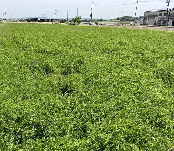 一粒万倍米（農薬・化学肥料不使用朝日米）玄米 5kg 令和7年産