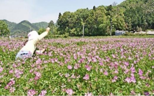 岡山県産 おかやま有機無農薬栽培認定 朝日米 精米 2kg（令和7年産）