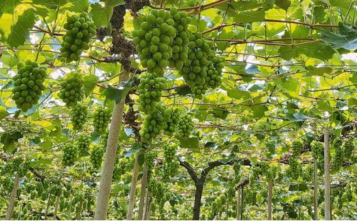 ぶどう 2026年  農家こだわりのシャインマスカット 3～5房 合計約2.0kg ブドウ 葡萄 岡山市産 国産 フルーツ 果物 【 Nini farm 農家 直送 】