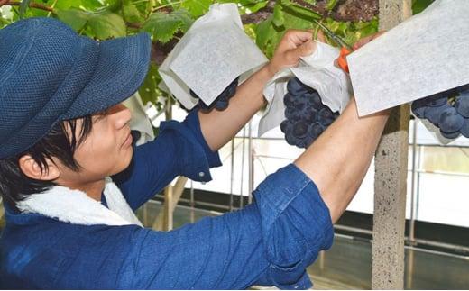 ぶどう 2026年  農家こだわりのシャインマスカット 2房 合計約1.0kg 贈答クラス ブドウ 葡萄  岡山市産 国産 フルーツ 果物 ギフト 【 Nini farm 農家 直送 】