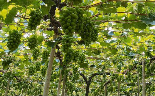 ぶどう 2026年  農家こだわりの シャイン マスカット ＆ ニュー ピオーネ 2房 合計約1.2kg 贈答クラス ブドウ 葡萄  岡山市産 国産 フルーツ 果物 ギフト 【 Nini farm 農家 直送 】