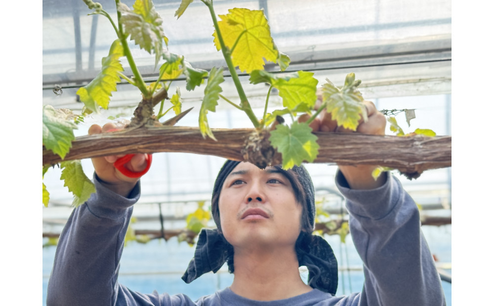ぶどう 2026年 農家こだわりのシャインマスカット＆お任せ２品種  ３房合計約1.2ｋg ブドウ 葡萄 岡山県産 国産 フルーツ 果物 ギフト 【 Nini farm 農家 直送 】