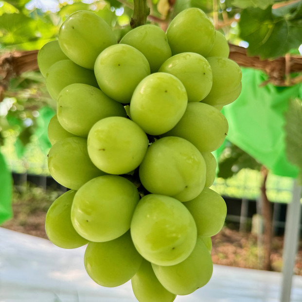 ぶどう 2026年 農家こだわりのシャインマスカット＆お任せ２品種  ３房合計約1.5ｋg ブドウ 葡萄 岡山県産 国産 フルーツ 果物 ギフト 【 Nini farm 農家 直送 】