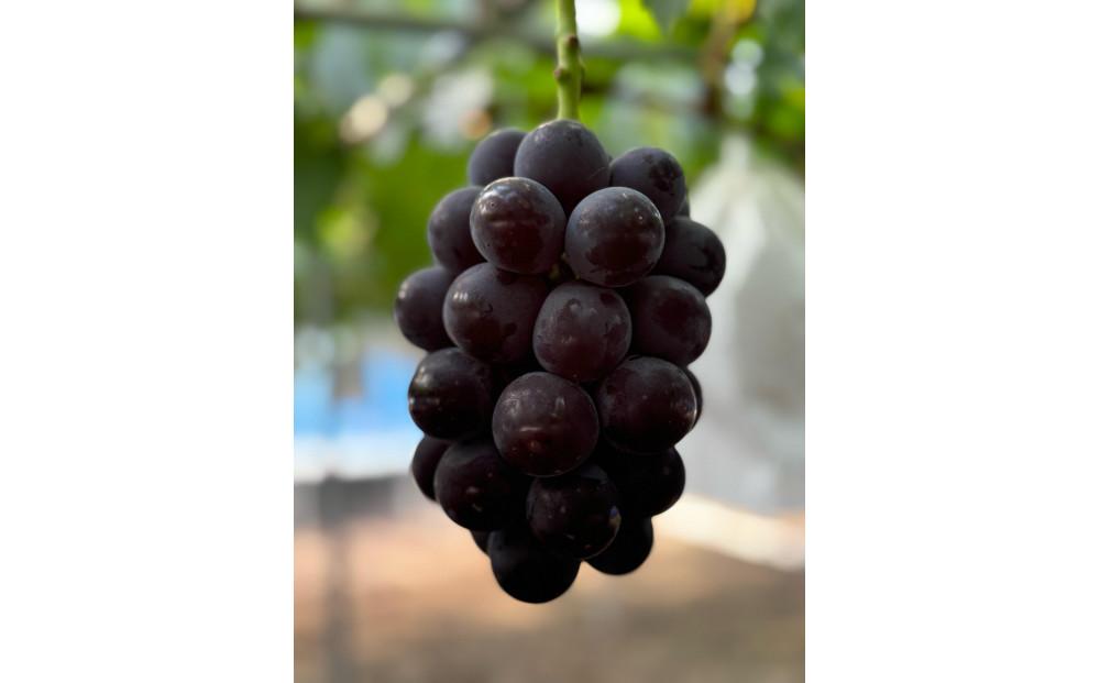 ぶどう 2025年  岡山県産 ぶどう ニューピオーネ 2房・シャインマスカットのドライフルーツ 40g×2袋 セット