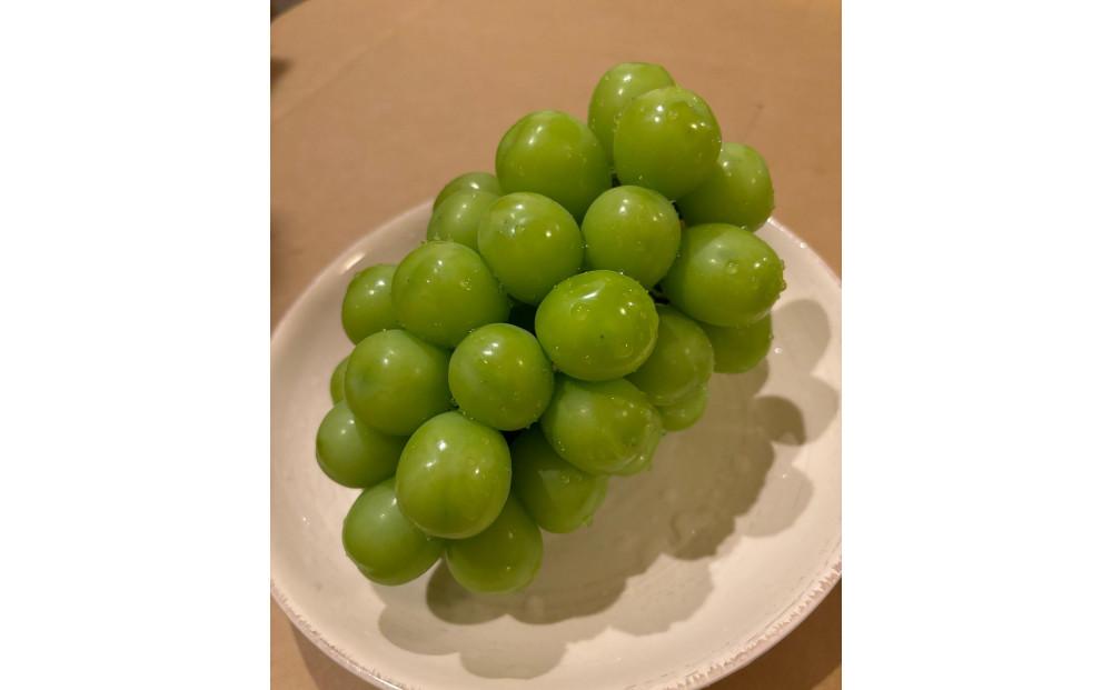 ぶどう 2025年  岡山県産 朝採れ シャインマスカット 2房（1kg以上）・シャインマスカットのドライフルーツ 40g×2袋 セット