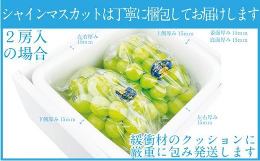 ぶどう 2025年  9月・10月発送 シャイン マスカット 晴王 2房（合計約1kg）×2回 ブドウ 葡萄  岡山県産 国産 フルーツ 果物 ギフト