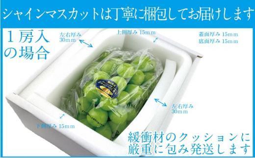 ぶどう 2025年  9月・10月・11月発送 シャイン マスカット 晴王 1房 約600g×3回 ブドウ 葡萄  岡山県産 国産 フルーツ 果物 ギフト