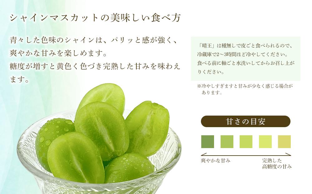 【2026年9月以降発送】岡山県産 シャインマスカット 晴王 1房 約700g  種無し 皮ごと食べる フレッシュ 　ハレノフルーツ