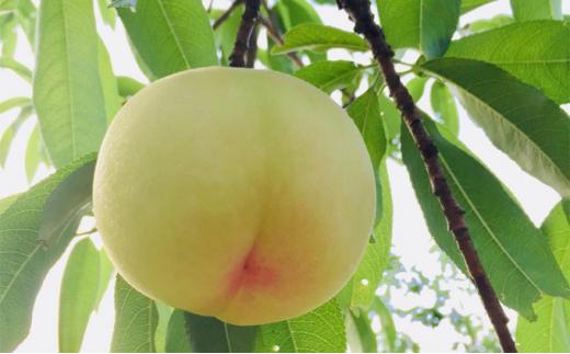 桃［2024年］岡山の 白桃 約1.4kg 4～6玉 贈答用 岡山市一宮産 きびファーム美果美香