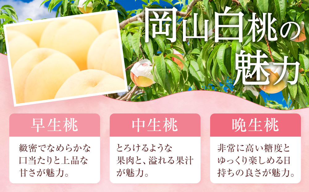 桃 2026年 ご家庭用 岡山 白桃  約2kg（5～10玉） もも モモ 岡山県 岡山市産 国産 フルーツ 果物