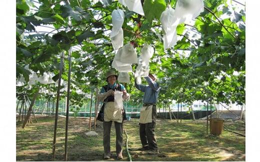ぶどう 2026年  ニュー ピオーネ 1房（1房約600g前後）産地直送  岡山県産 フルーツ 果物 たけまさぶどう園