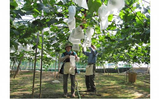 ぶどう 2026年  ご家庭用 ニュー ピオーネ 合計2kg以上  産地直送  岡山県産 国産 フルーツ 果物 たけまさぶどう園