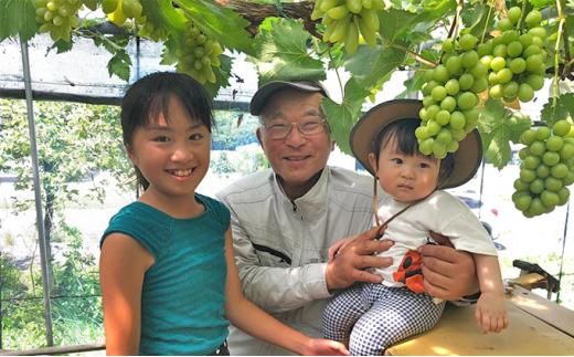 ぶどう 2026年  シャインマスカット 7～8房（約4.2kg） ブドウ 葡萄 岡山市産 国産 フルーツ 果物 ギフト タンポポ農園