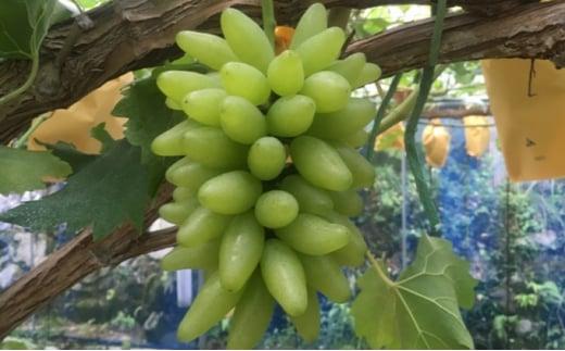 ぶどう 2026年 ゴールド フィンガー 1～3房（約0.8kg） ブドウ 葡萄 岡山市産 国産 フルーツ 果物 ギフトタンポポ農園