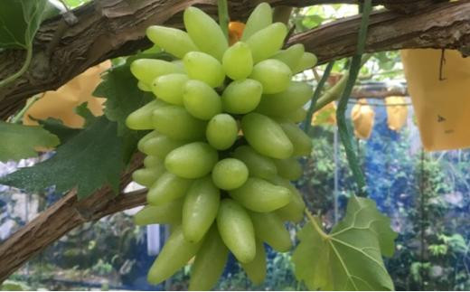 ぶどう 2026年 ゴールド フィンガー 6～10房（約3.5kg） ブドウ 葡萄 岡山市産 国産 フルーツ 果物 ギフトタンポポ農園