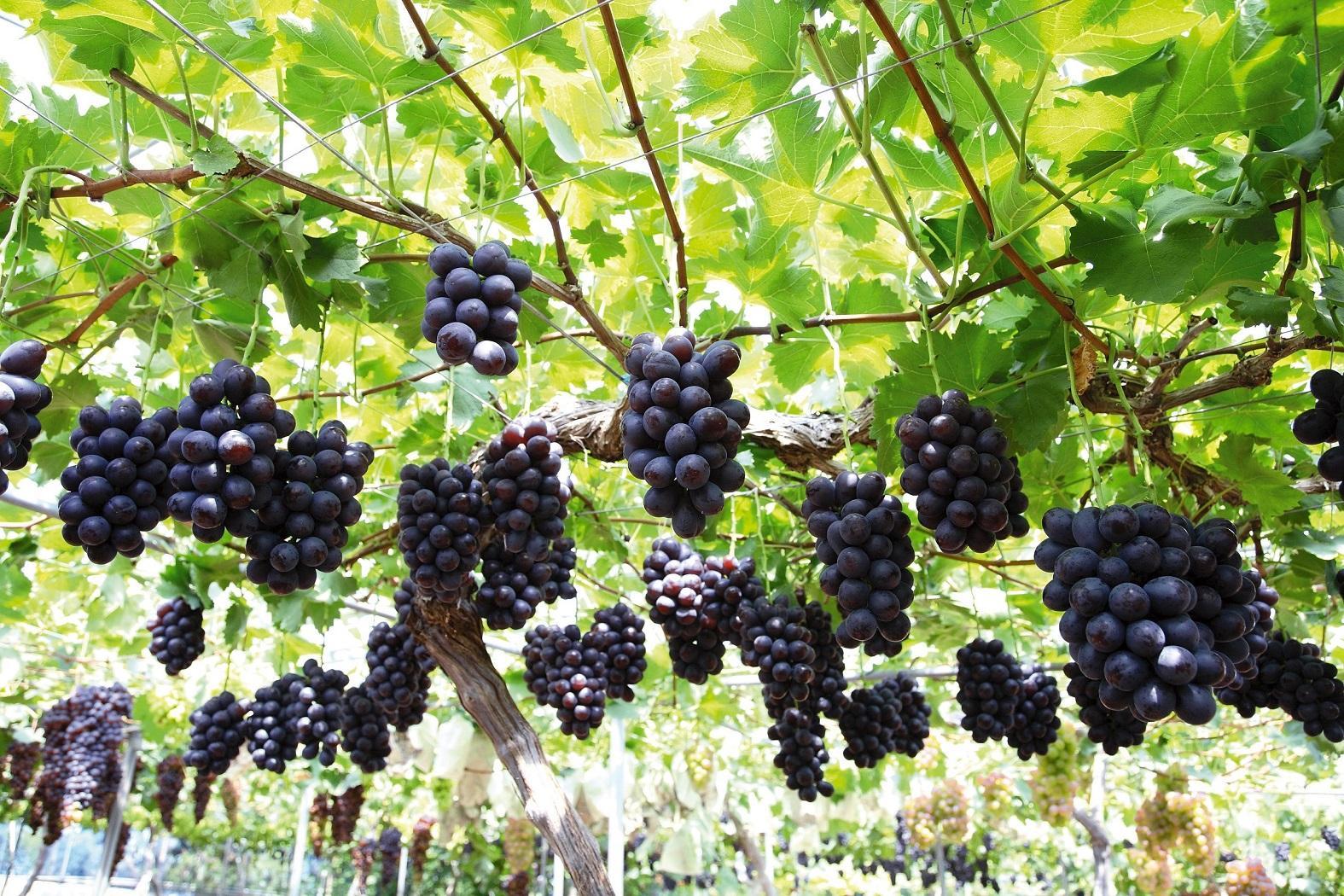 シャインマスカット＆ニューピオーネ　計約1.2kg(各１房）【2026年発送】