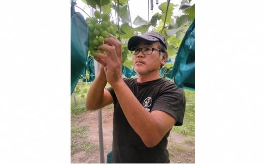 ぶどう 2026年  シャイン マスカット 約1kg 2房 減農薬 ハウス栽培 ブドウ 葡萄  岡山県産 国産 フルーツ 果物 ギフト ばんの農園