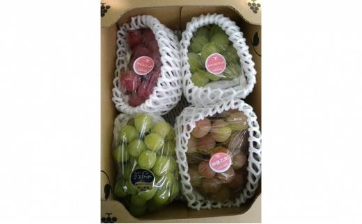 ぶどう 2026年  旬のぶどう食べ比べセット 約1.8kg 3～5房 減農薬 ハウス栽培 ブドウ 葡萄  岡山県産 国産 フルーツ 果物 ギフト ばんの農園