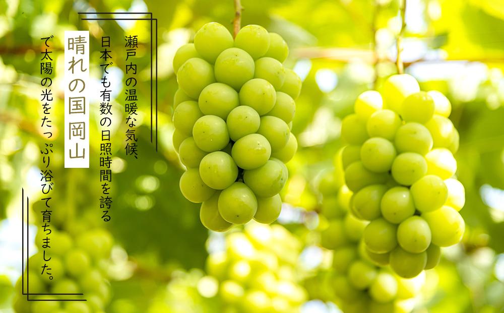 岡山県産 ぶどう 2026年発送  シャインマスカット 晴王 約500g×2房 計1kg 種無し ブドウ 葡萄 フルーツ 果物 ギフト