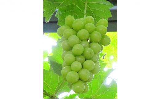 ぶどう 2025年  ご家庭用 シャイン マスカット 約2kg 糖度抜群！ 【8月中旬～順次発送分】 ブドウ 葡萄 岡山県産 国産 フルーツ 果物