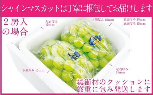 ぶどう 2025年  9月・10月発送 シャイン マスカット 晴王 2房（合計約1.2kg） ブドウ 葡萄  岡山県産 国産 フルーツ 果物 ギフト