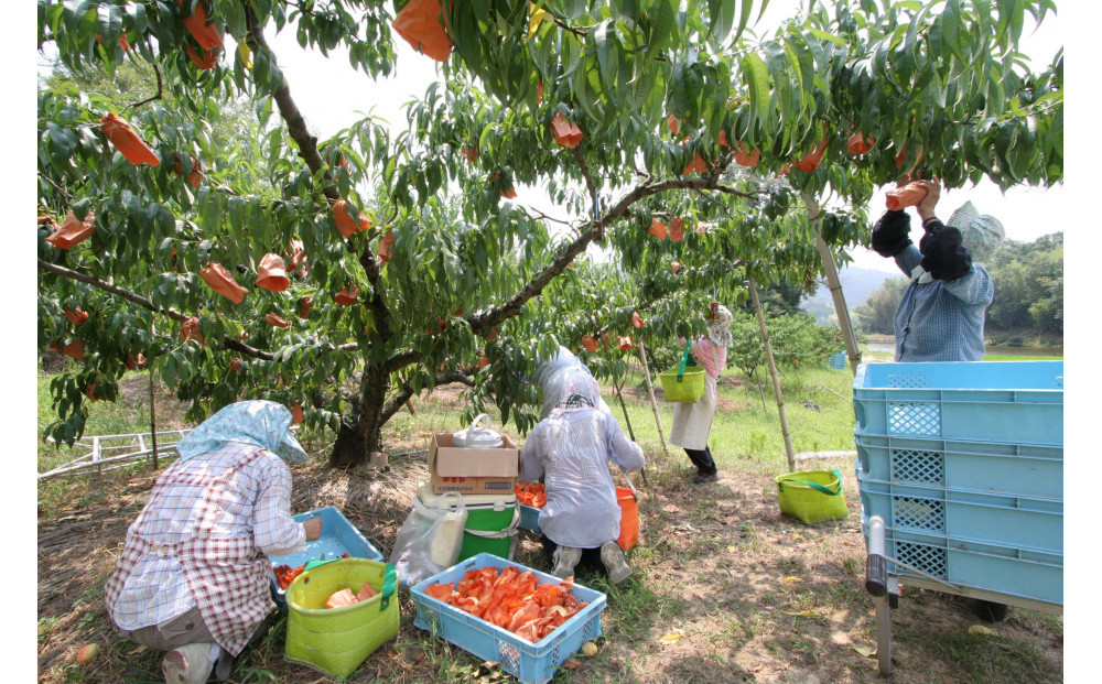 桃 2026年  特選 岡山の桃 8玉 約2kg 早生（わせ）種 もも モモ 岡山県産 国産 フルーツ 果物 ギフト いろは堂