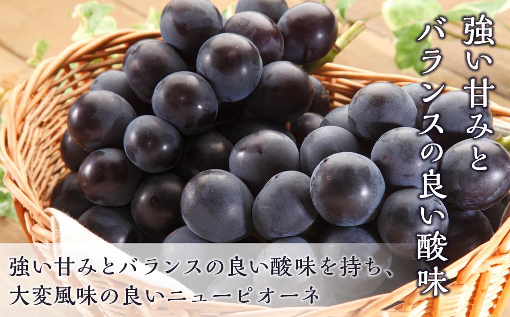 桃 ぶどう 2026年  岡山の 果物 詰合せ 岡山 白桃 2玉 ニュー ピオーネ 2房 化粧箱入り岡山県産 国産 フルーツ 果物 ギフト