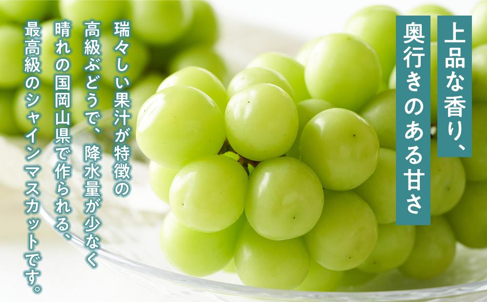ぶどう 2026年  ニュー ピオーネ 1房（1房470g以上） シャイン マスカット 『晴王』1房（1房470g以上）詰合せ（2房） ブドウ 葡萄  岡山県産 国産 フルーツ 果物 ギフト