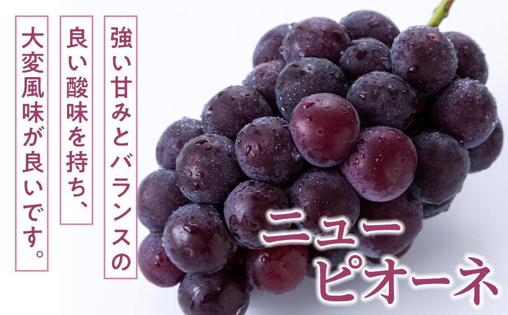 桃 ぶどう 2026年  白桃 2玉（1玉200g以上） ニュー ピオーネ 2房（合計約940g）詰合せ もも 葡萄 岡山県産 国産 フルーツ 果物 ギフト