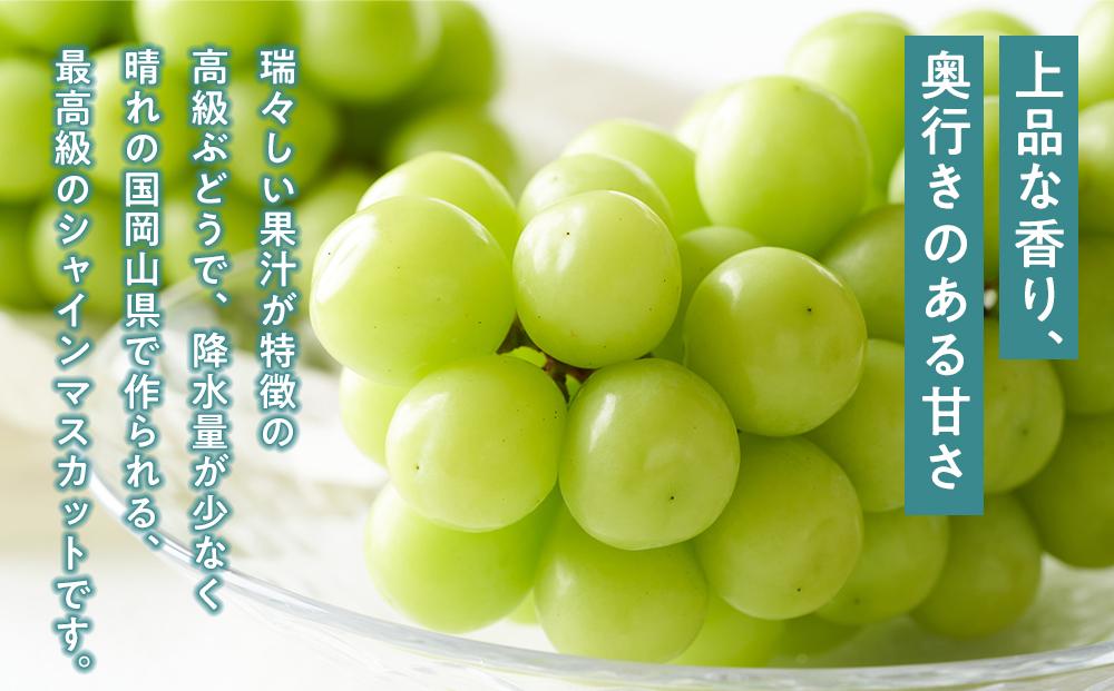 桃 ぶどう 2026年  白桃 2玉（1玉200g以上） シャイン マスカット 『晴王』2房（合計約940g）詰合せ もも 葡萄 岡山県産 国産 フルーツ 果物 ギフト