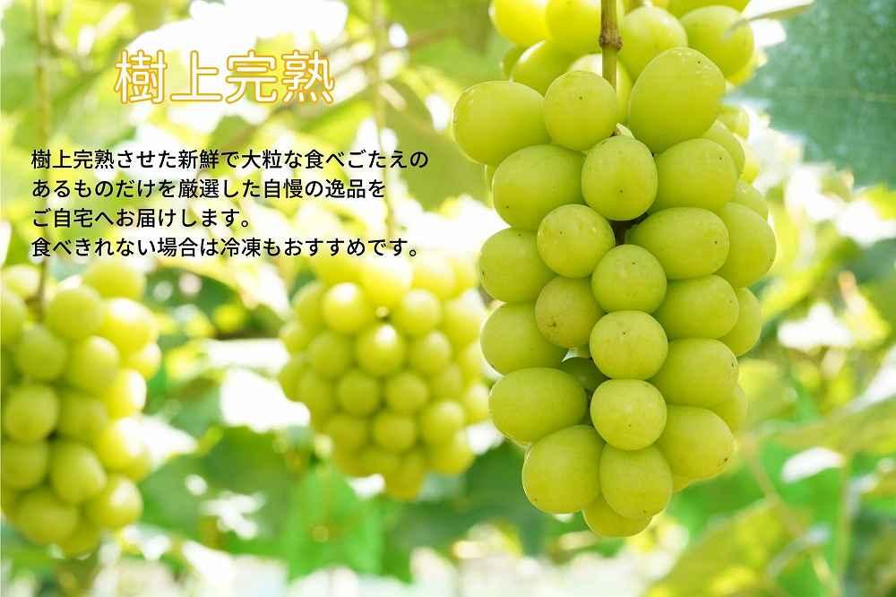 厳選 シャインマスカット 2～3房 合計1.7kg以上 産地直送 朝採れ ぶどう 葡萄 Kawahara Green Farm 岡山県産 2026年