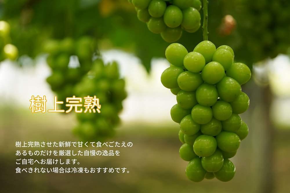 家庭用 シャインマスカット 2房 合計1.1kg以上 産地直送 朝採れ ぶどう 葡萄 Kawahara Green Farm 岡山県産 2026年