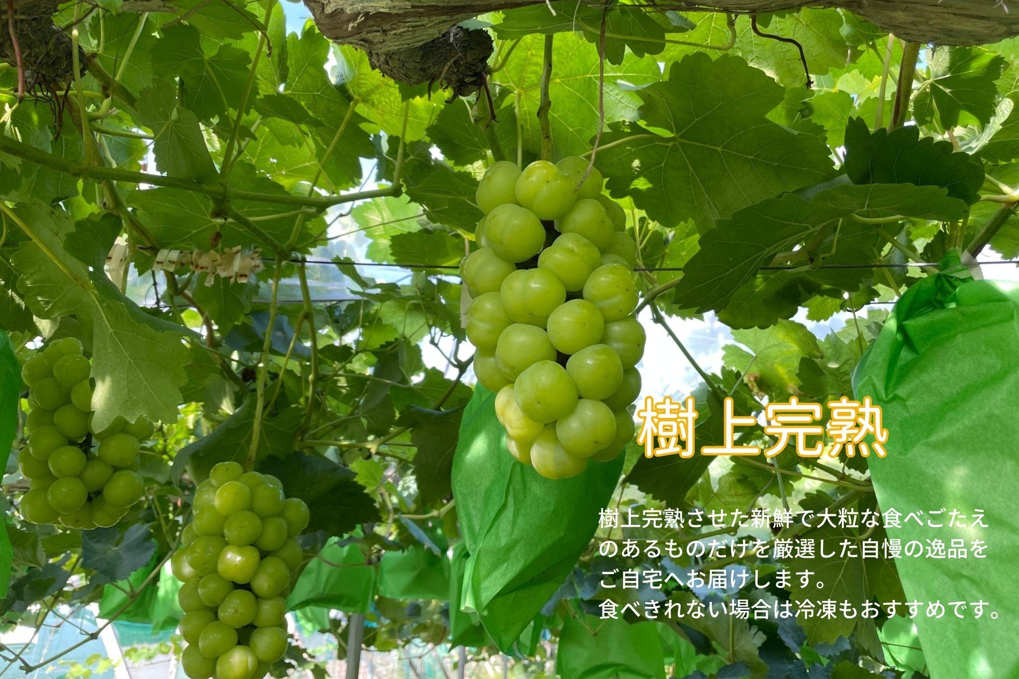 厳選 瀬戸ジャイアンツ 2～3房 合計1.6kg以上 産地直送 朝採れ ぶどう 葡萄 Kawahara Green Farm 岡山県産 2026年