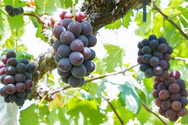 厳選 シャインマスカット・ニューピオーネ 2房 合計1.0kg以上 詰合せ 産地直送 朝採れ ぶどう 葡萄 Kawahara Green Farm 岡山県産 2026年