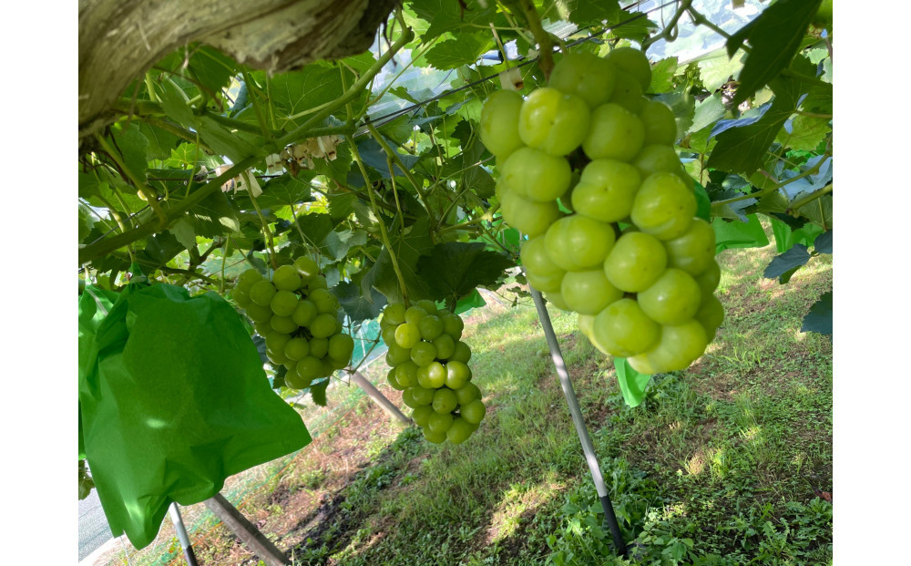 厳選 シャインマスカット・瀬戸ジャイアンツ 2～3房 合計1.7kg以上 詰合せ 産地直送 朝採れ ぶどう 葡萄 Kawahara Green Farm 岡山県産 2026年
